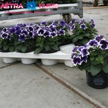 Petunia Purple-White fotografija