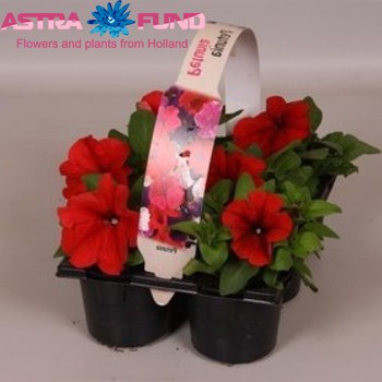Petunia Red fotografija