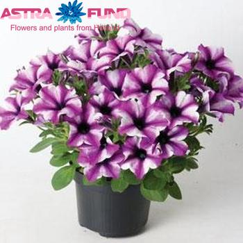 Petunia Viva Stardust fotografija