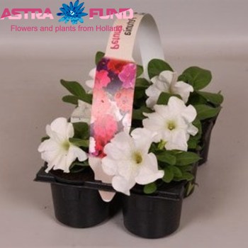 Petunia White fotografija