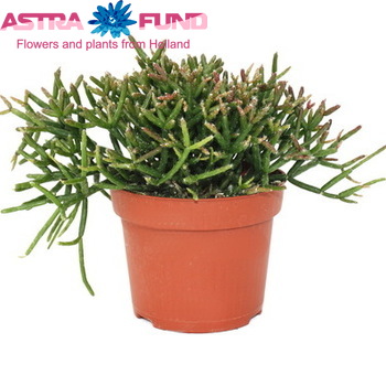 Rhipsalis Cereuscula photo
