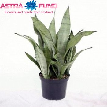Sansevieria Moonshine foto
