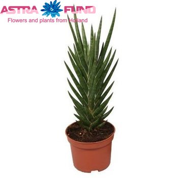 Sansevieria Spikiey foto