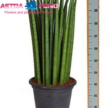 Sansevieria Straight foto