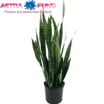Sansevieria Zeylanica foto