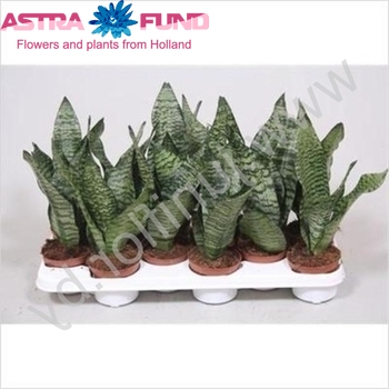 Sansevieria Zeylanica Compact foto