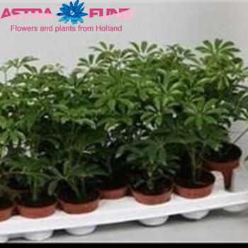 Schefflera Luseana fotografija