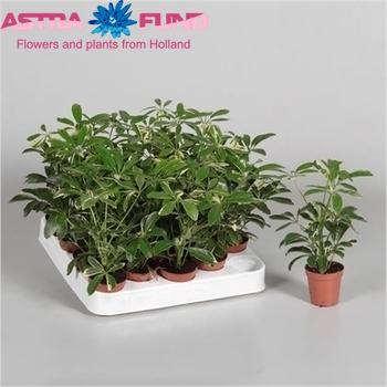 Schefflera Moondrop fotografija