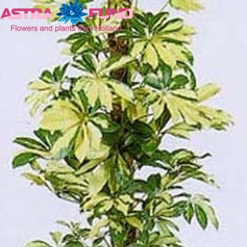 Schefflera Trinette mosspole fotografija