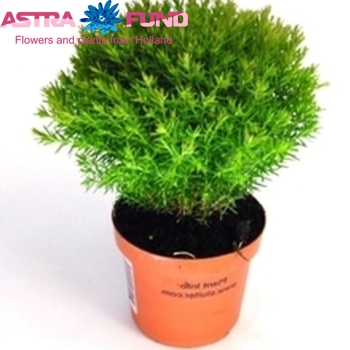 Thuja Teddy φωτογραφία