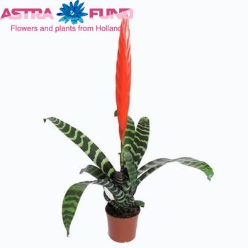 Vriesea Splenriet zdjęcie