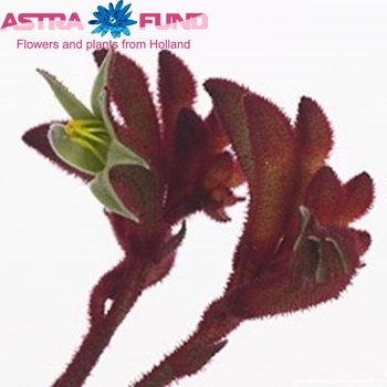 Anigozanthos 'Kellmi' foto