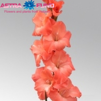 Gladiolus grootbloemig 'Spic and Span' Foto