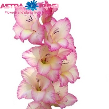 Gladiolus grootbloemig 'My Love' Foto