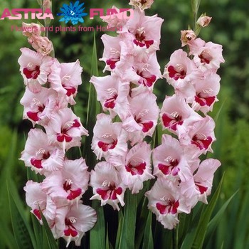 Gladiolus  'Wine and Roses' fotografie