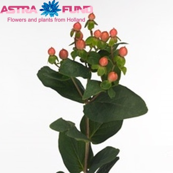 Hypericum Go Ruby fotografie