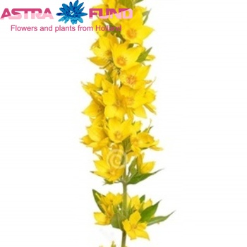 Lysimachia punctata photo