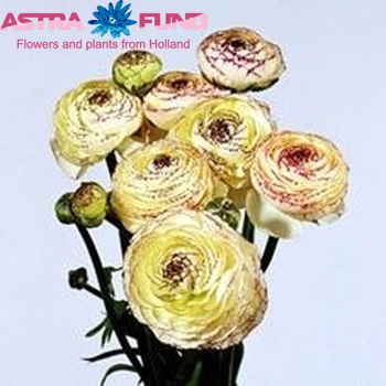 Ranunculus Ranobelle Inra Picotee Wit fotó