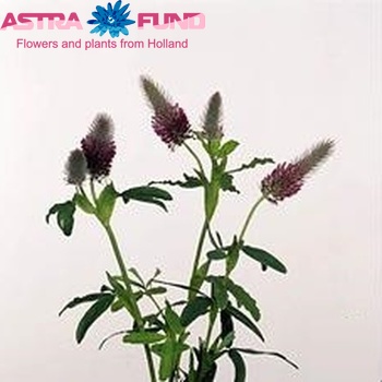 Trifolium purpureum photo