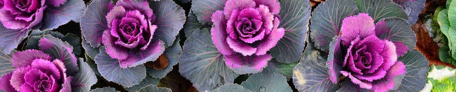 Brassica photo
