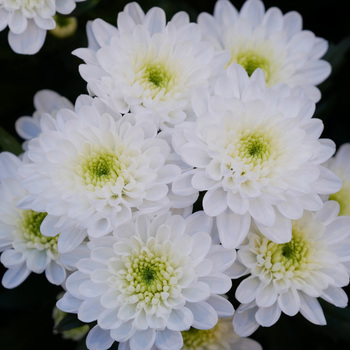 Novelty - chrysanthemum Altaj φωτογραφία