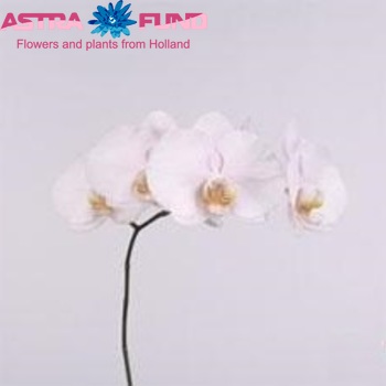 Phalaenopsis Alpha photo