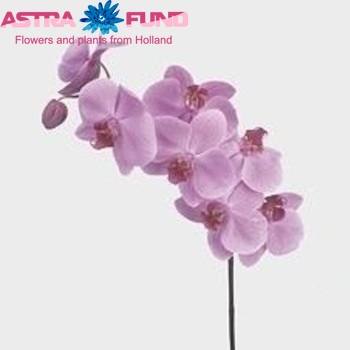 Phalaenopsis Annapolis photo