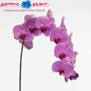 Phalaenopsis Bandung photo