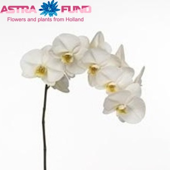 Phalaenopsis Bangalore photo