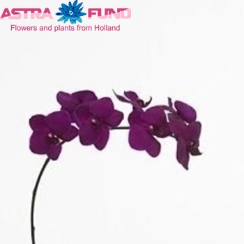 Phalaenopsis Black Mamba photo