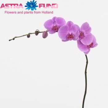 Phalaenopsis Bombay photo