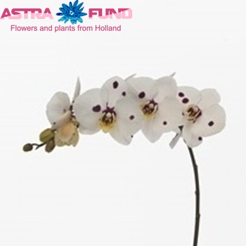 Phalaenopsis Cordoba photo