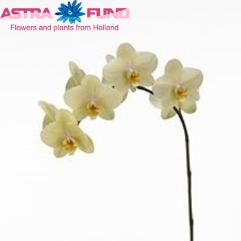 Phalaenopsis Detroit photo