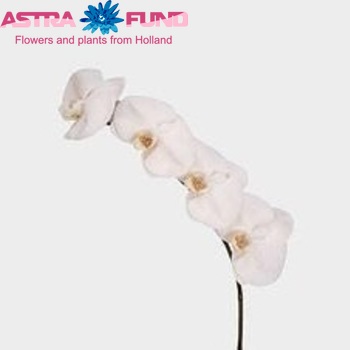 Phalaenopsis Diamant fotografie
