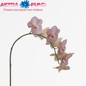 Phalaenopsis Gold Fish fotografie