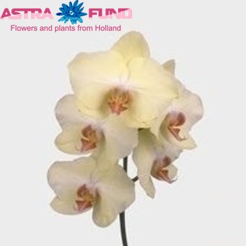 Phalaenopsis Gold Spring fotografie