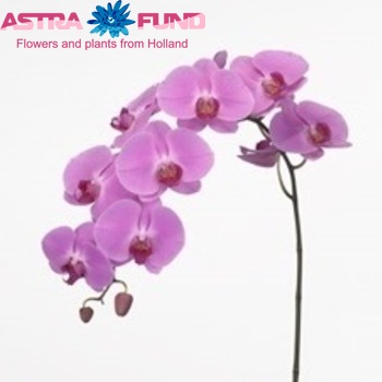 Phalaenopsis Happy Valentina fotografie
