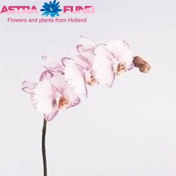 Phalaenopsis Hildegard Lensing φωτογραφία