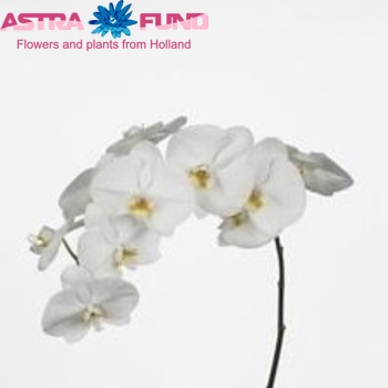 Phalaenopsis Hiroshima φωτογραφία