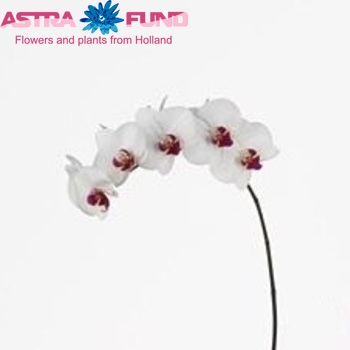 Phalaenopsis Hong Kong φωτογραφία