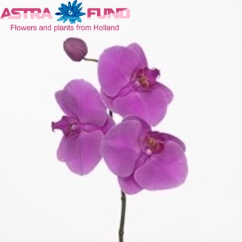 Phalaenopsis Janet φωτογραφία