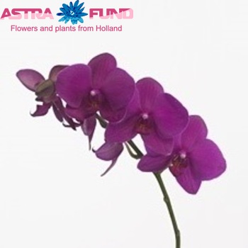 Phalaenopsis Kazaam φωτογραφία