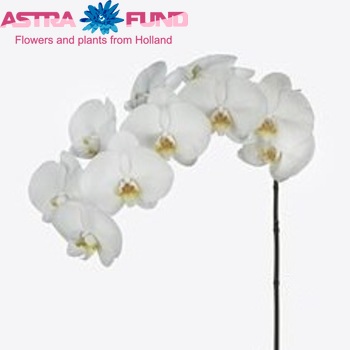 Phalaenopsis Kobe φωτογραφία
