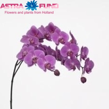 Phalaenopsis Kunming φωτογραφία