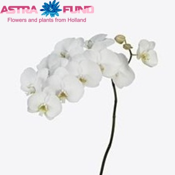 Phalaenopsis Kyoto fotografie