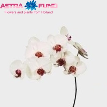 Phalaenopsis Mad Hatter 'Lippe' φωτογραφία
