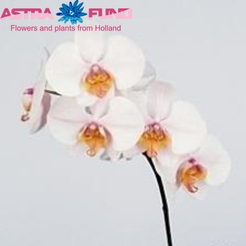 Phalaenopsis Madrid φωτογραφία