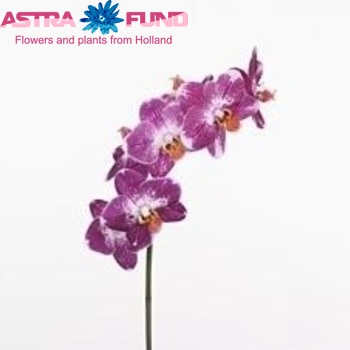 Phalaenopsis Magic φωτογραφία