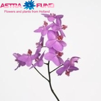 Phalaenopsis Malacca zdjęcie