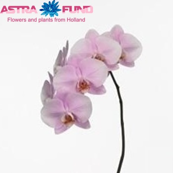 Phalaenopsis Manila zdjęcie